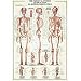 The Skeletal System