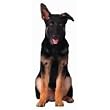 German Shepherd Puppy Die-Cut Photographic Magnet