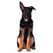 German Shepherd Puppy Die-Cut Photographic Magnet
