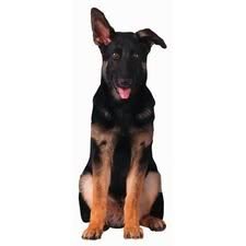 German Shepherd Puppy Die-Cut Photographic Magnet