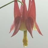 Wild Columbine (Aquilegia canadensis) - Jumbo Wildflower Seed Packet