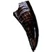 Tyrannosaurus rex Tooth