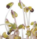 Sprout Kale Red Russian OG Edible Sprouting Seeds 1 oz Packet