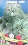 persian cats
