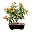 LOUSBONSAINURSERY CALAMONDIN BONSAI TREE