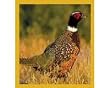 Pheasant Fridge Magnet