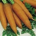 SUTTONS SEEDS: Carrot Autumn King 2 (4 Pkts - 4400 seeds)