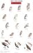 Mac's Field Guide to Birds of Prey of North America (Mac's Guides)