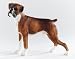 Dog & Pups Galore - Brindle Boxer