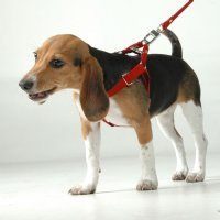 Luxury Harness and Leash for Dogs in Red