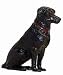 HUNTER DAN HANK LABRADOR RETRIEVER JUST HANK