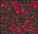 Zolatone DARK RED Quart - Spatter Finish