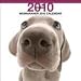 Weimaraner 2010 Wall Calendar