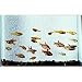 Tetra Community