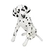 Dalmatian