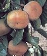 Fuyu Persimmon Tree Five Gallon