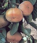 Fuyu Persimmon Tree Seven Gallon