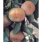 Fuyu Persimmon Tree Five Gallon by 