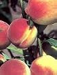 Earligrande Peach Tree, Seven Gallon Container