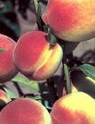 Earligrande Peach Tree, Seven Gallon Container
