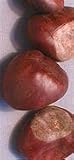 BUCKEYES RAW HERB