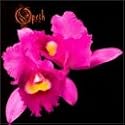 Orchid