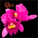 Buy : Orchid