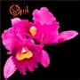 Orchid