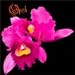 Orchid