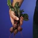 SUTTONS SEEDS: Beetroot Pronto Speedy Seeds (200 seeds)