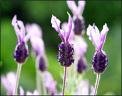 French Lavender Five Gallon