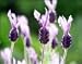 French Lavender Five Gallon