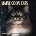 maine coon - Cats Maine Coon Cats Calendar