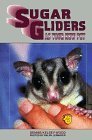Sugar Gliders As Your New Pet