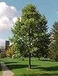 Tulip Tree Five Gallon