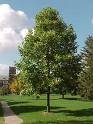 Tulip Tree Five Gallon