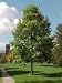 Tulip Tree Five Gallon