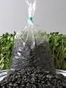 Organic Unshelled Sunflower Seed- 5 Bags (About 2.5 Lbs) - Sun Flower Seeds Grow Into 3 Inch Salad Sprouts