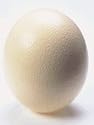 OSTRICH EGG