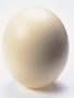 OSTRICH EGG SHELL