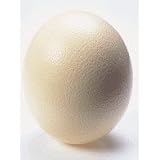 OSTRICH EGG SHELL