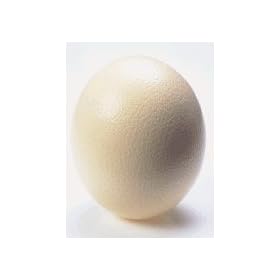 OSTRICH EGG SHELL