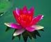 Hardy Water Lilies : Laydekeri Fulgens (dwarf red)