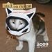 Stuff on My Cat 2009 Wall Calendar