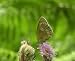 The Beautiful Butterflies of the British Isles