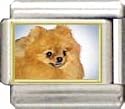 Clearly Charming Pomeranian Italian Charm
