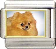 Clearly Charming Pomeranian Italian Charm