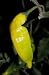 Aji Pepper Plants Combination pack! Rare!