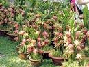 *SWEET DRAGON FRUIT* (MIX)*RARE*Exotic*15 SEEDS*#1214