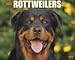 rottweiler1 - Just Rottweilers 2010 Wall Calendar
